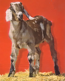 Dehorning is an often necessary part of keeping a goat, but great care must be used in the process to avoid infection.